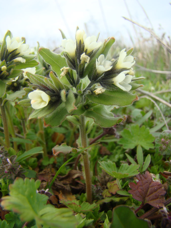 Image of Buglossoides arvensis specimen.