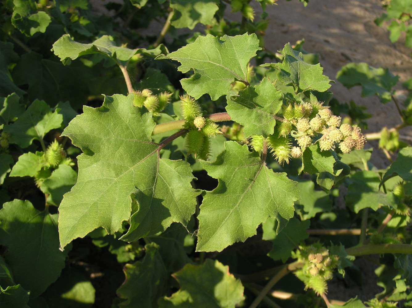 Image of Xanthium orientale specimen.