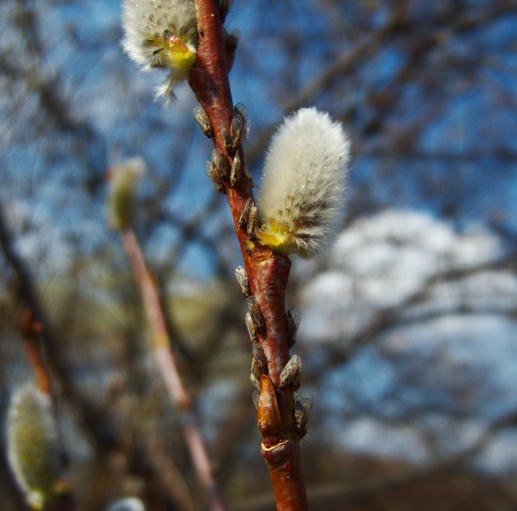 Image of Salix rorida specimen.