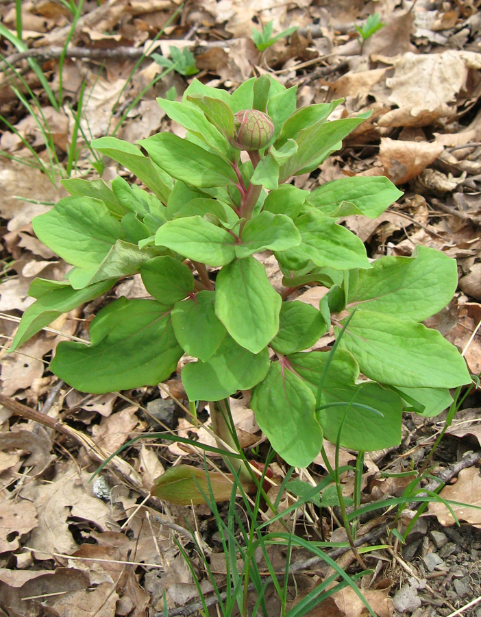 Image of Paeonia daurica specimen.