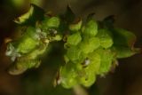 Valerianella costata