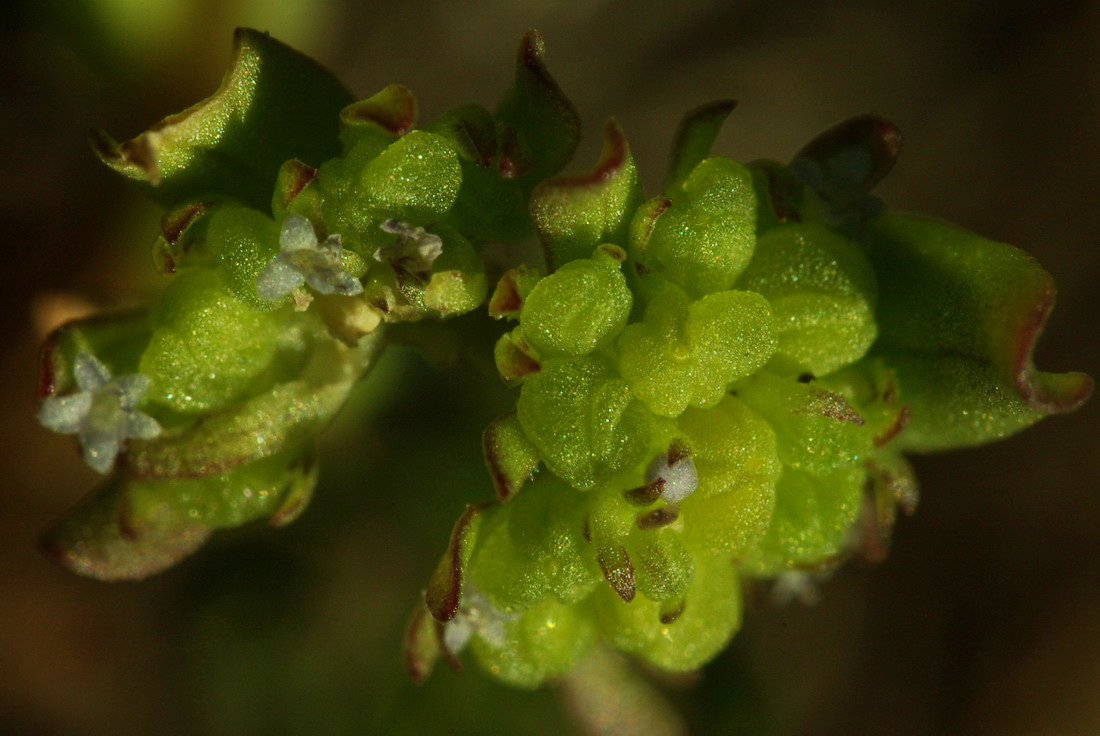 Изображение особи Valerianella costata.