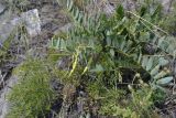 Sophora flavescens