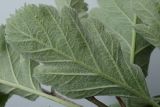 Sorbus intermedia. Лист (обратная сторона). Германия, г. Кемпен, в парке. 13.05.2012.