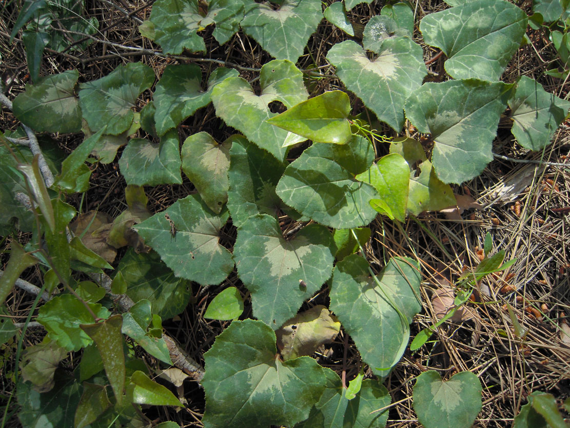 Image of genus Cyclamen specimen.