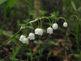 Convallaria majalis