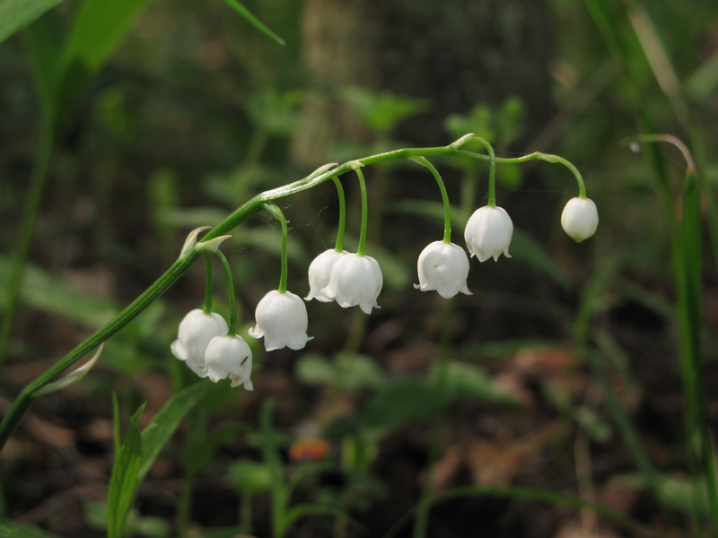 Изображение особи Convallaria majalis.