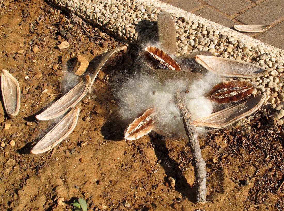Image of Bombax ceiba specimen.