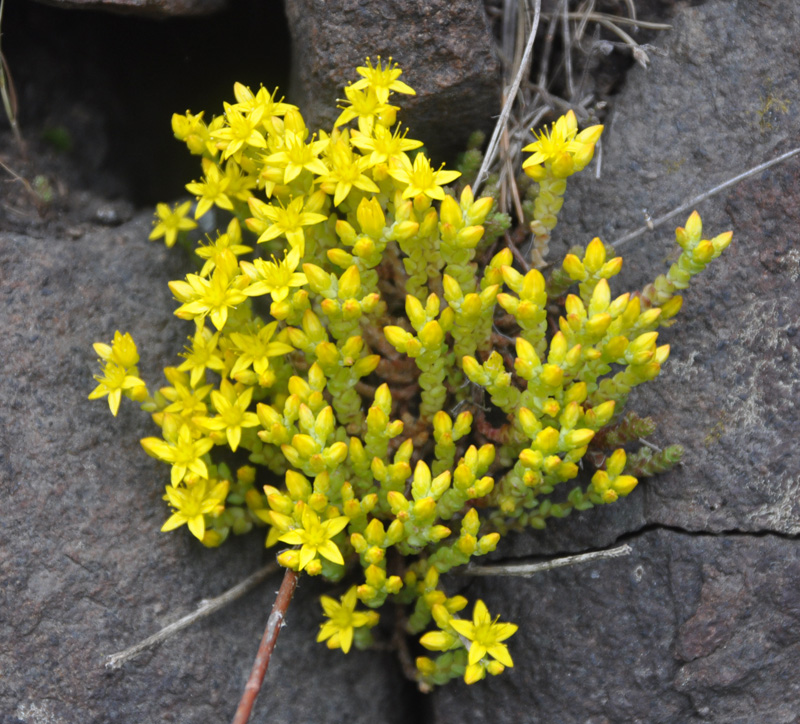 Image of Sedum acre specimen.