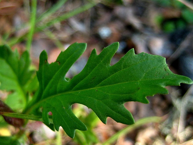 Изображение особи Senecio ambraceus.