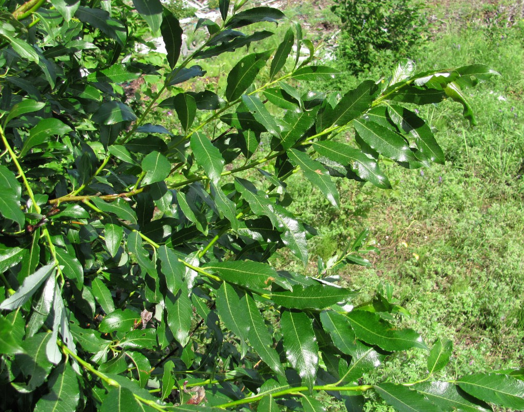 Изображение особи Salix phylicifolia.