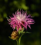 Centaurea jacea. Соцветие. Украина, Донецкая обл., Славянский р-н, окр. с. Богородичное. 10.07.2012.