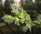 Image of taxon representative. Author is Михаил Авлошенко
