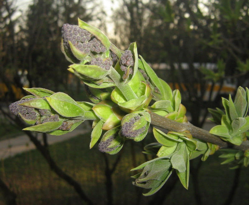 Изображение особи Syringa vulgaris.