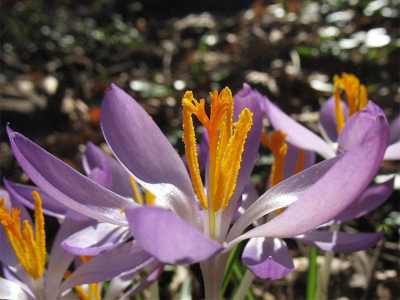 Изображение особи Crocus tommasinianus.