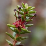 Empetrum hermaphroditum