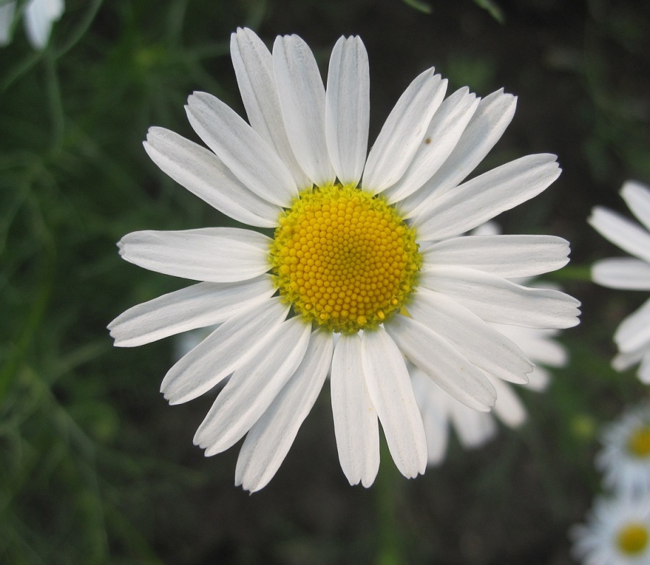 Image of Tripleurospermum inodorum specimen.