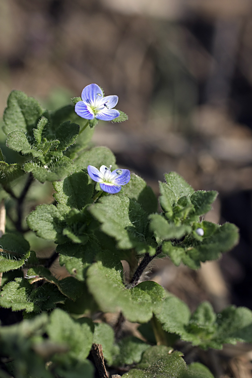 Image of Veronica persica specimen.