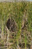 Typha angustifolia