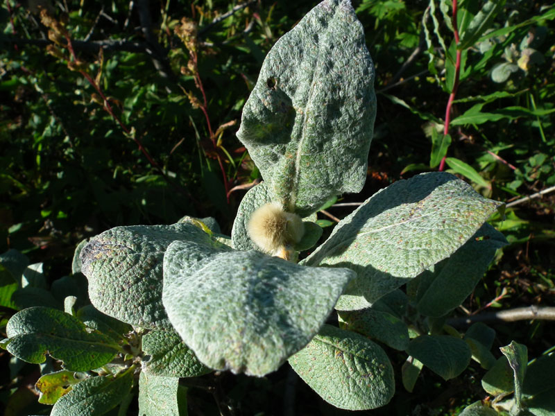 Изображение особи Salix lanata.