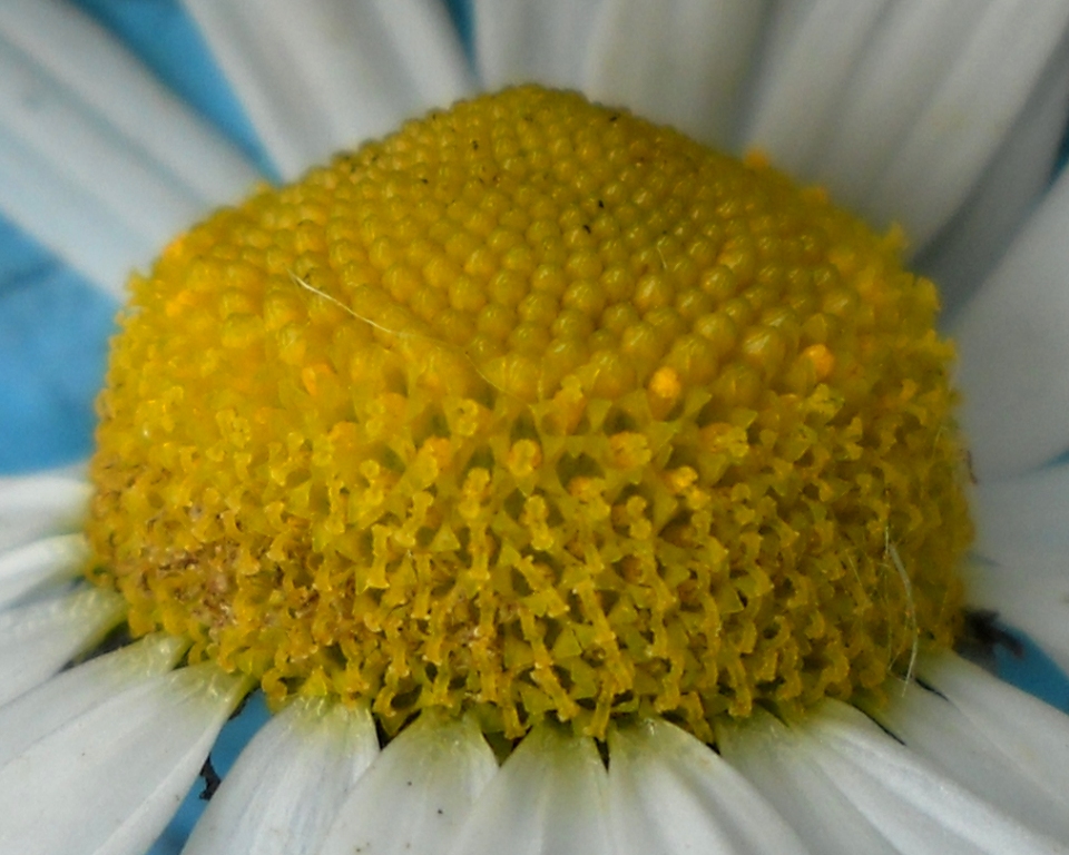 Image of Tripleurospermum subpolare specimen.