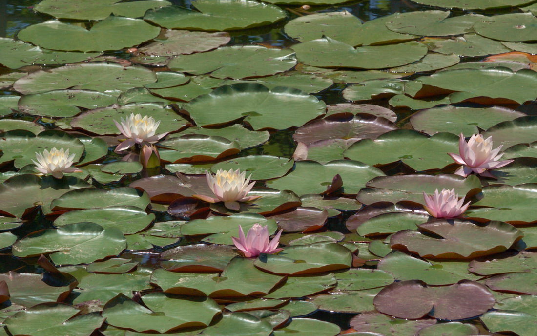 Изображение особи Nymphaea odorata.