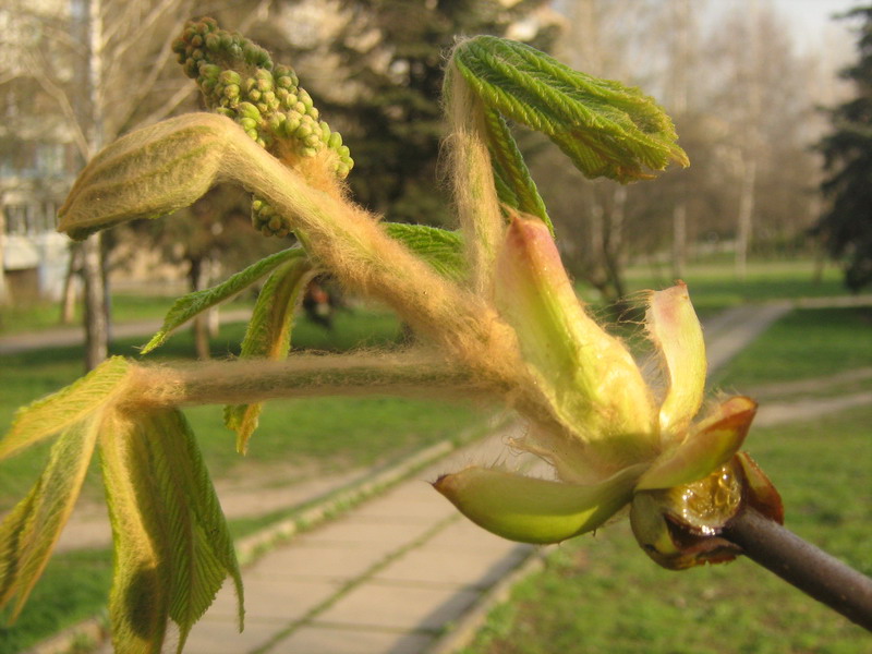 Изображение особи Aesculus hippocastanum.