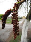 Populus balsamifera