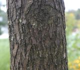 Carya ovata. Часть ствола взрослого дерева. Нидерланды, г. Venlo, \"Floriada 2012\". 11.09.2012.