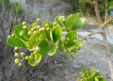 Euonymus japonicus. Ветвь с соплодиями. Южный берег Крыма, окр. пгт Партенит, мыс Плака. 15 октября 2012 г.