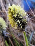 Eriophorum vaginatum