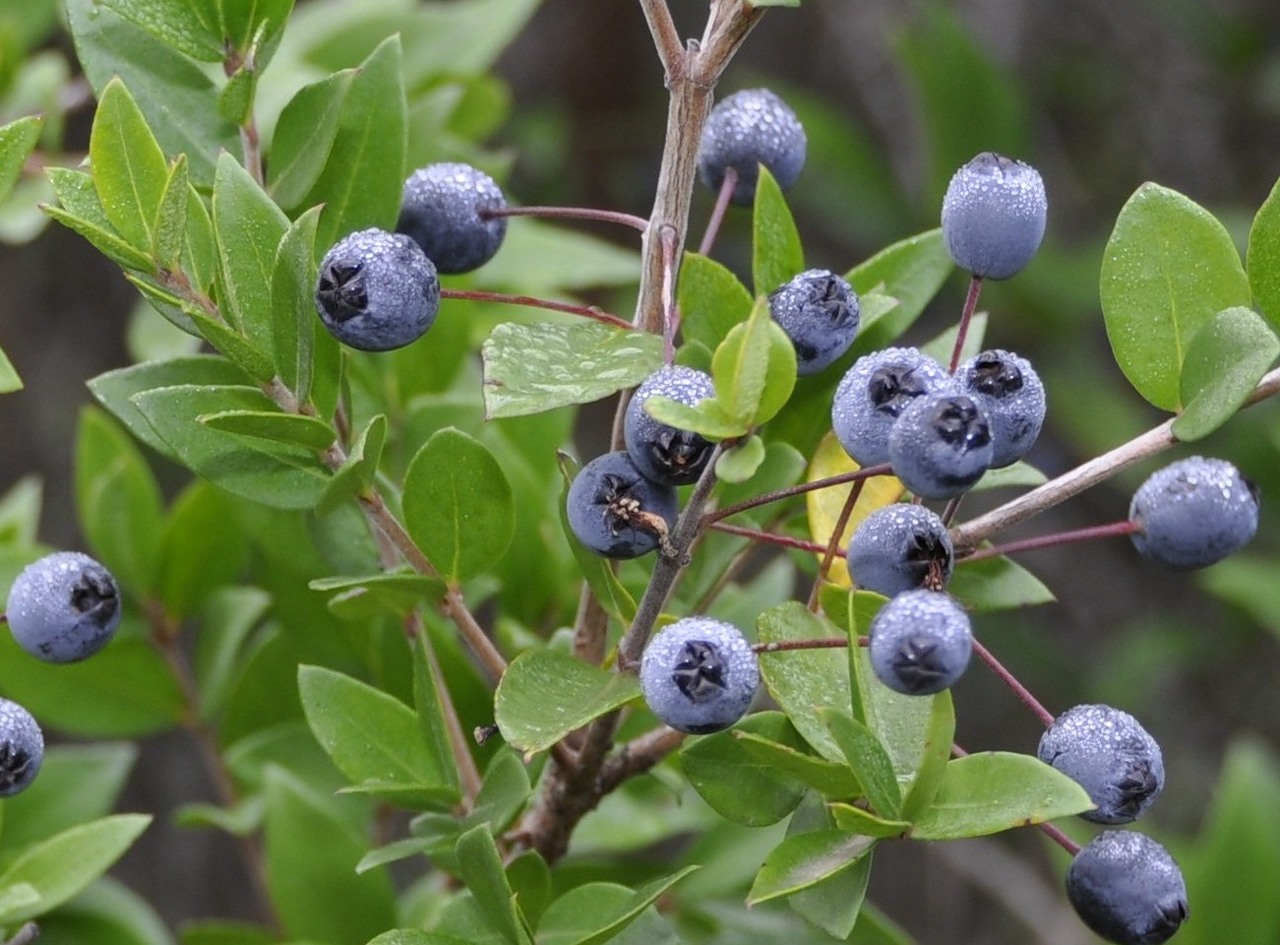 Image of Myrtus communis specimen.