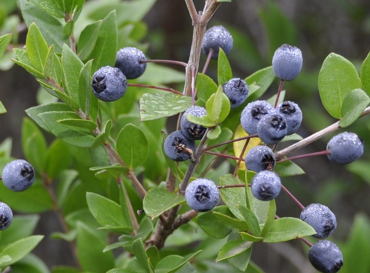 Image of Myrtus communis specimen.