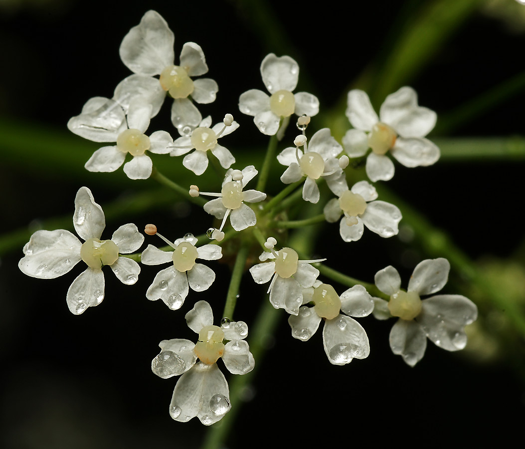 Изображение особи Anthriscus sylvestris.