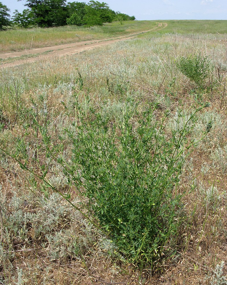 Изображение особи Trigonella procumbens.