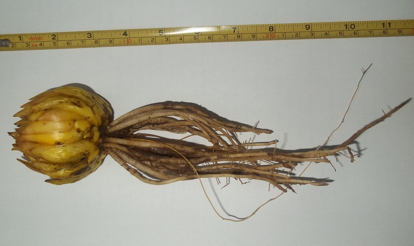 Image of Lilium martagon specimen.