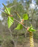 Betula pendula