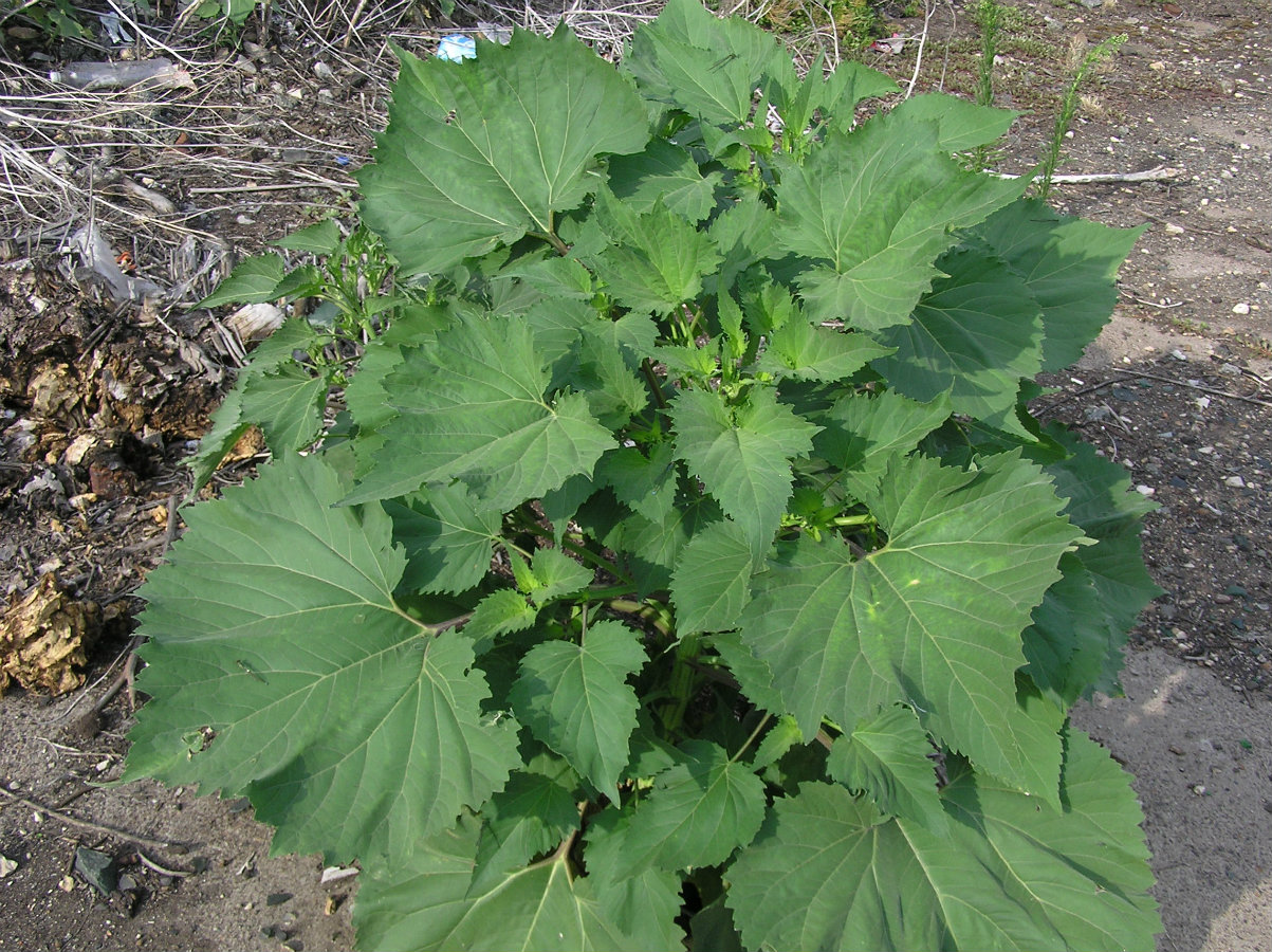 Image of Cyclachaena xanthiifolia specimen.