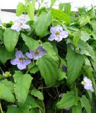 Thunbergia laurifolia. Цветки и листья. Монако, Монте-Карло, террасы Казино. 19.06.2012.