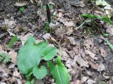 Arum elongatum