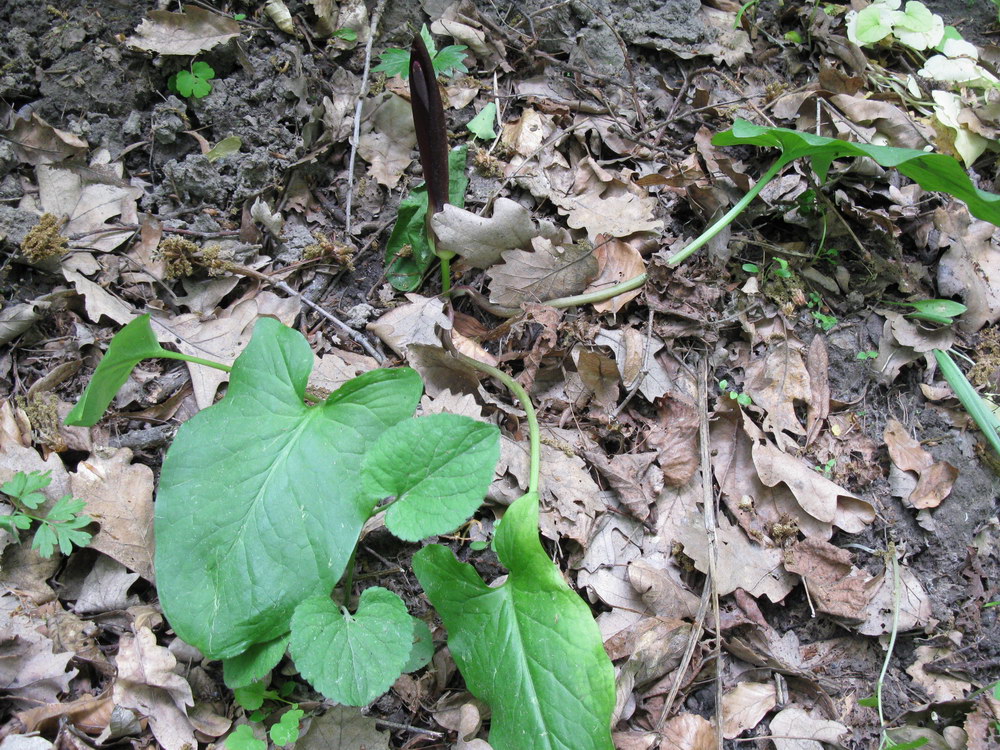 Изображение особи Arum elongatum.