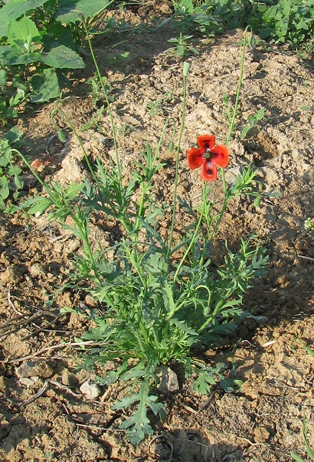 Image of Papaver laevigatum specimen.