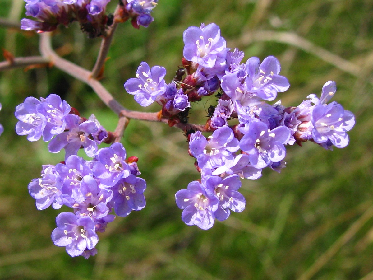 Image of Limonium donetzicum specimen.