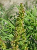 Rumex maritimus