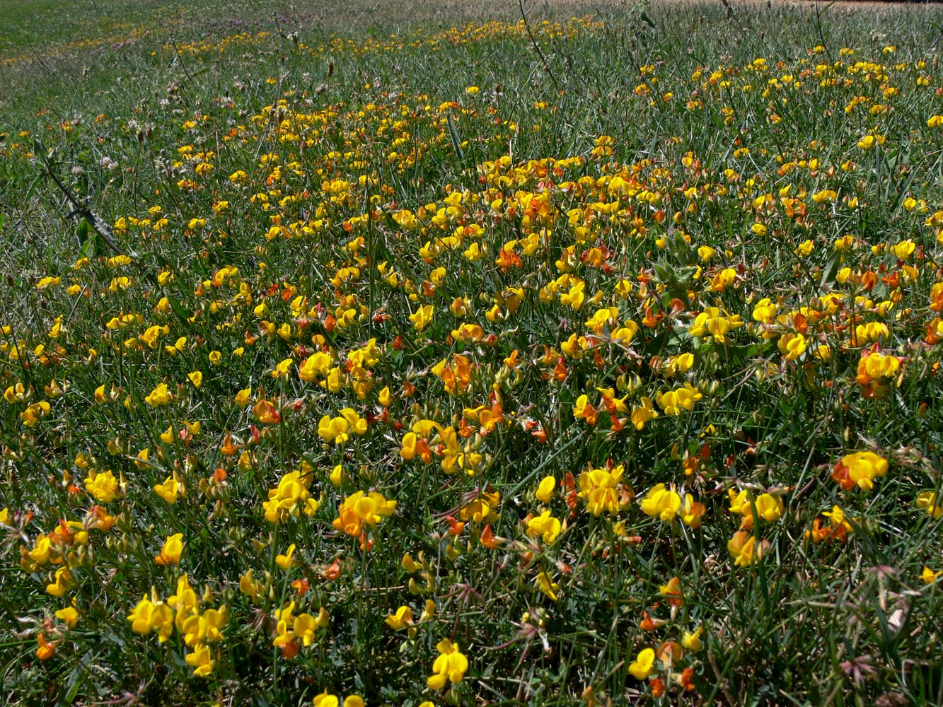 Image of Lotus tenuis specimen.