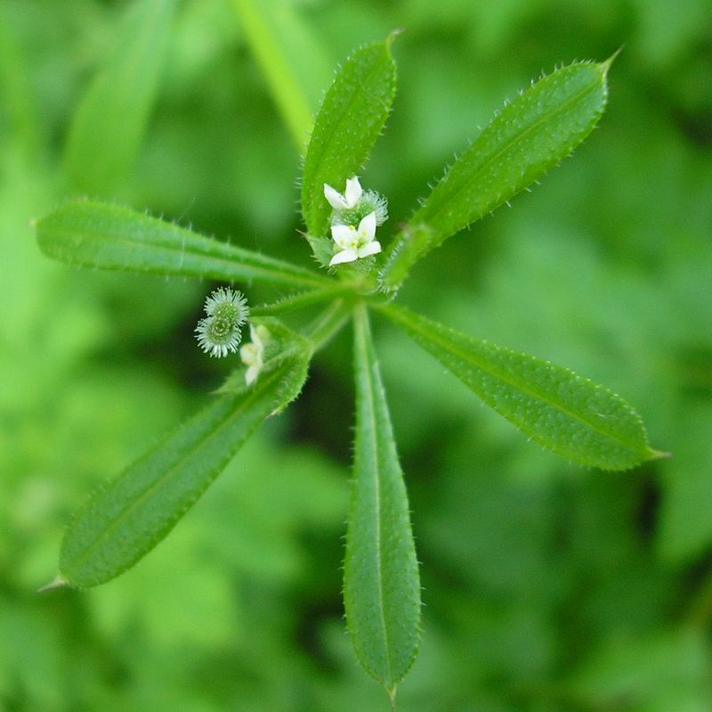 Изображение особи Galium aparine.