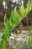 Polygonatum odoratum. Верхушка плодоносящего растения. Ленинградская обл., Лужский р-н, окр. дер. Сяберо, вересково-беломошный сосновый бор. 28.08.2010.