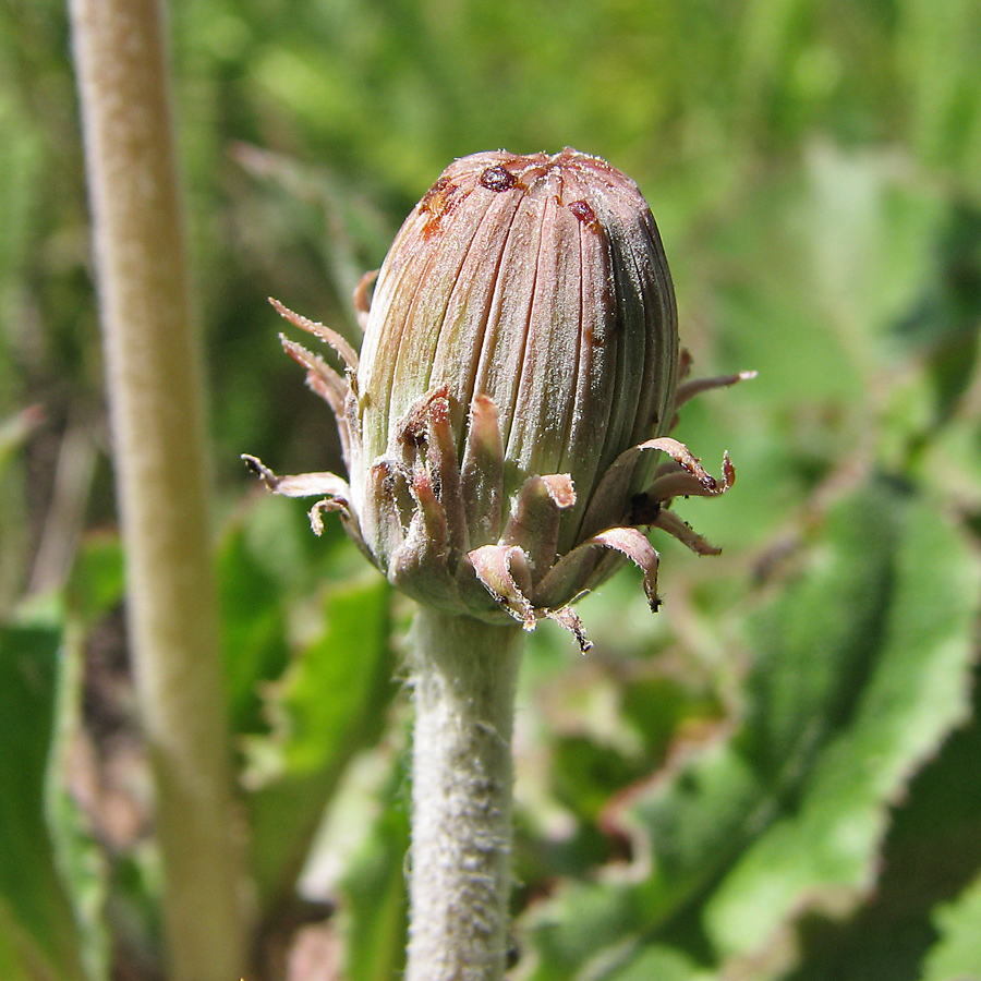 Image of Taraxacum serotinum specimen.