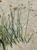 Schoenoplectus tabernaemontani