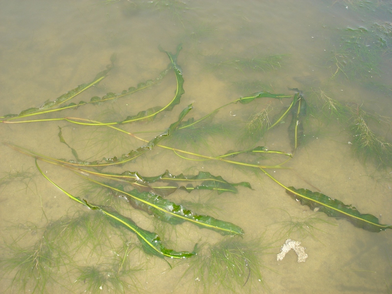 Image of Potamogeton malaianus specimen.